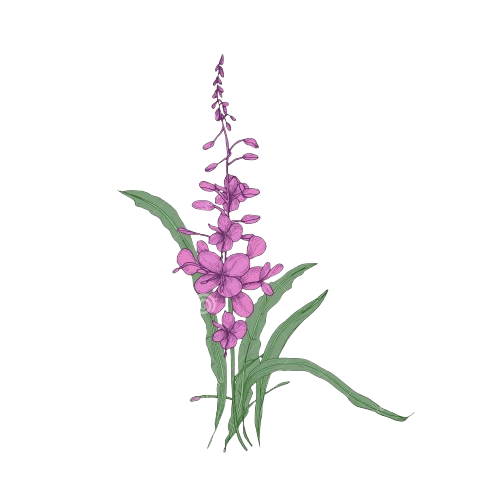 Fireweed illustration